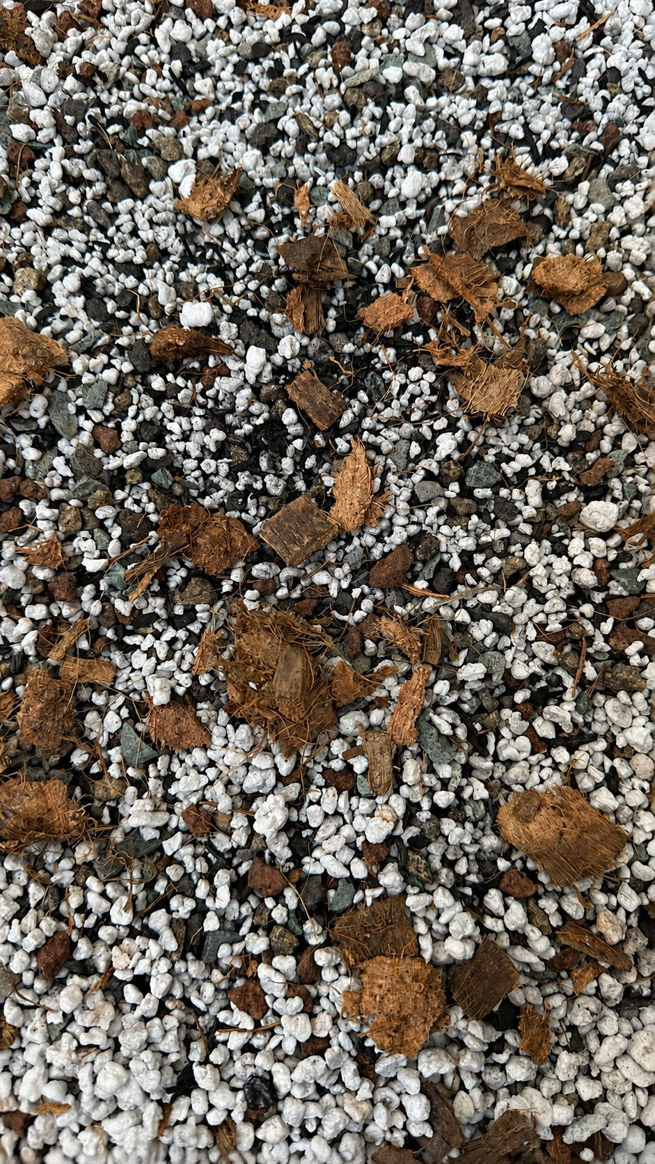 Substrate Alocasias
